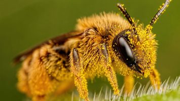 Arı Zehiri Nedir?